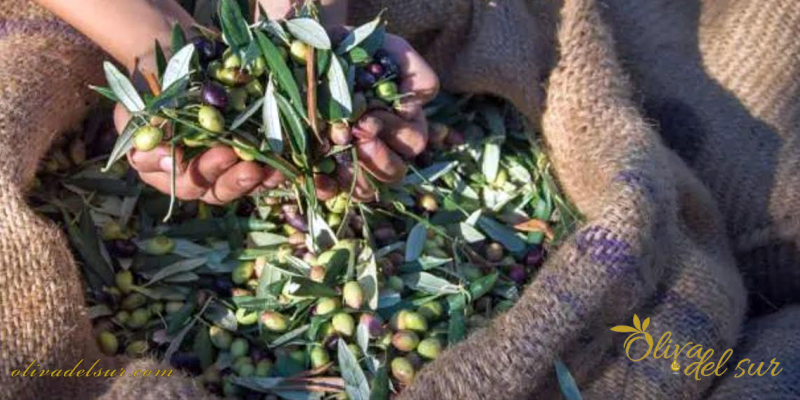 El precio del aceite de oliva en 2024 ¿Se moderará?