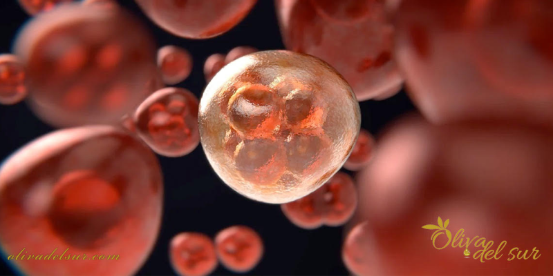El aceite de oliva funciona como inhibidor del cáncer y la metástasis