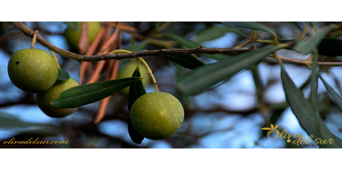 Los 7 mejores aceites de Jaén que debes conocer