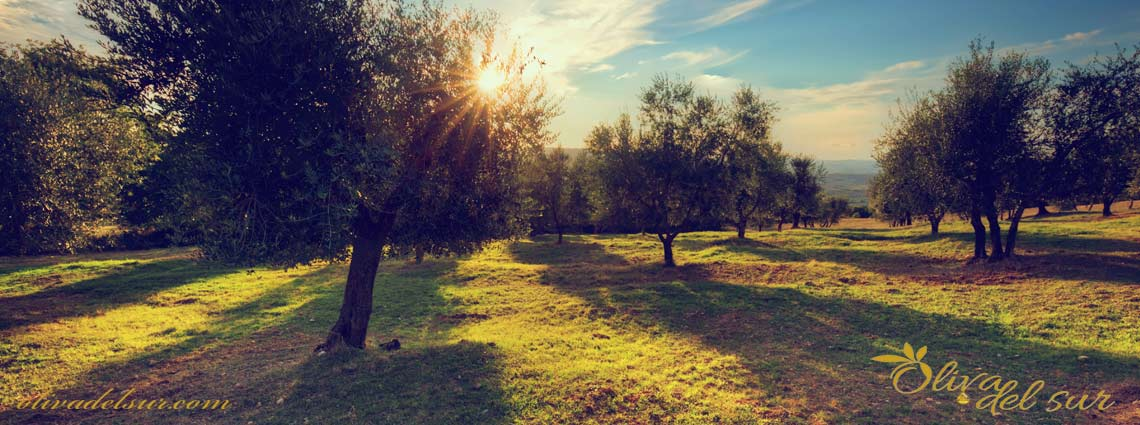 Variedad de planta de olivo Verdial de la Axarquía