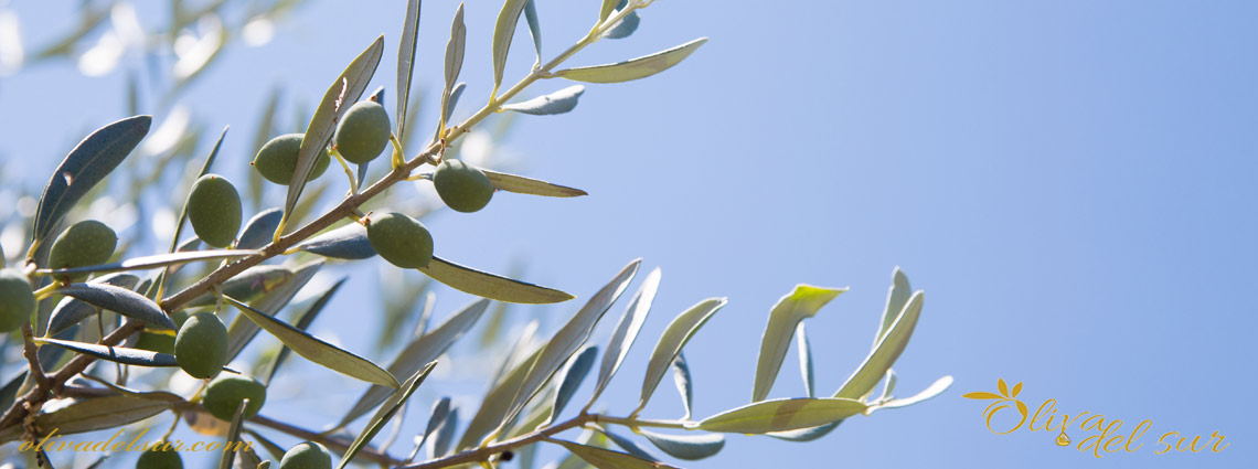 Olivo Lechín de Sevilla: Características del árbol, aceite