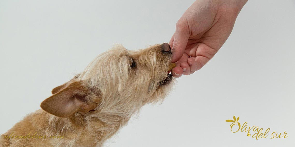 Aceite de oliva para perros ¿Es bueno para ellos?