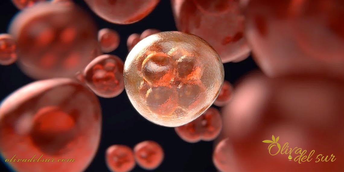 El aceite de oliva funciona como inhibidor del cáncer y la metástasis