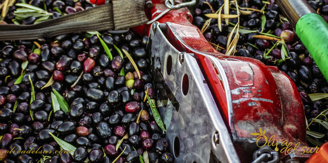 Así será la cosecha de la aceituna 2023 ¿Buenas noticias?